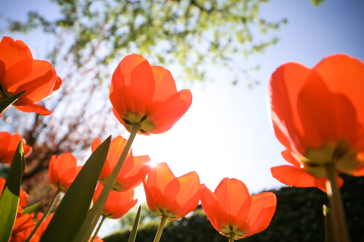 tulips-from-below-picjumbo-com